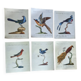 6 bird illustrations