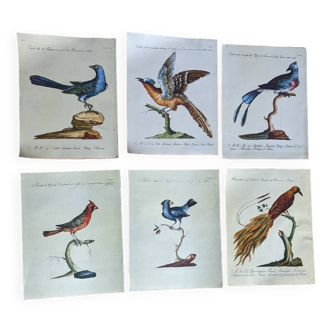 6 bird illustrations