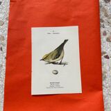 Botanical engraving birds double sided naturalist board