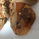 Brown Butterfly framed Deyrolle curiosity cabinet