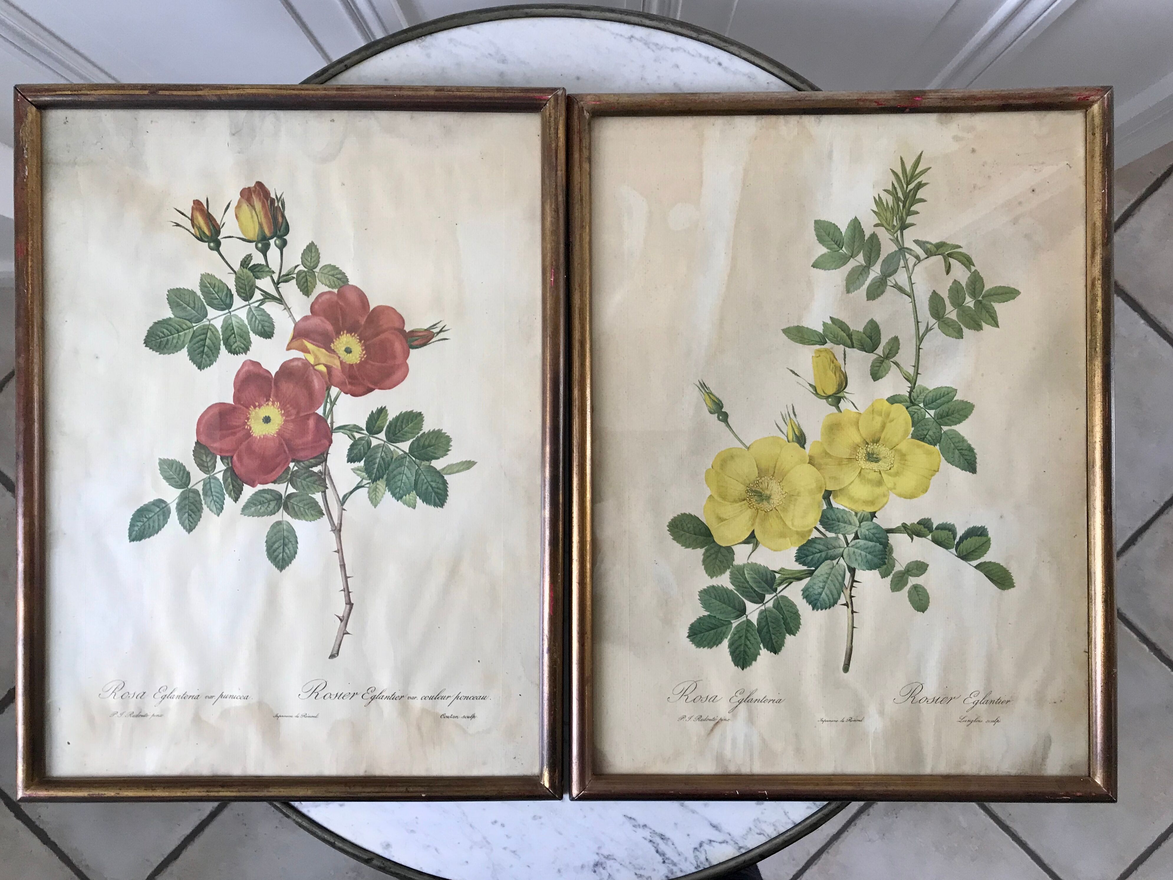 Duo of lithographs JP Redouté Rosier Eglantier red and yellow