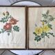 Duo of lithographs JP Redouté Rosier Eglantier red and yellow