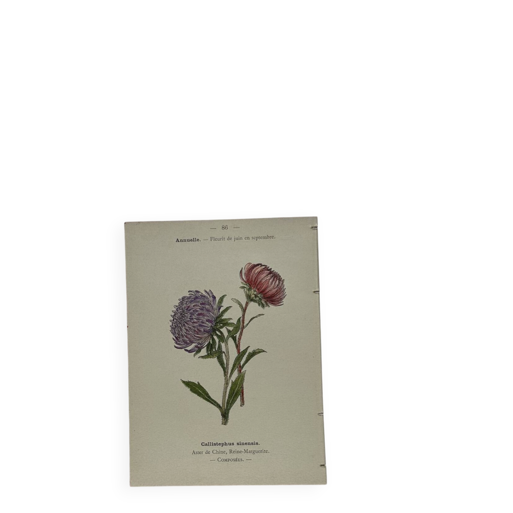 Planche botanique, gravure naturaliste, 19ème