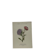 Planche botanique, gravure naturaliste, 19ème
