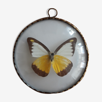 Naturalized butterfly framed in a bulging frame