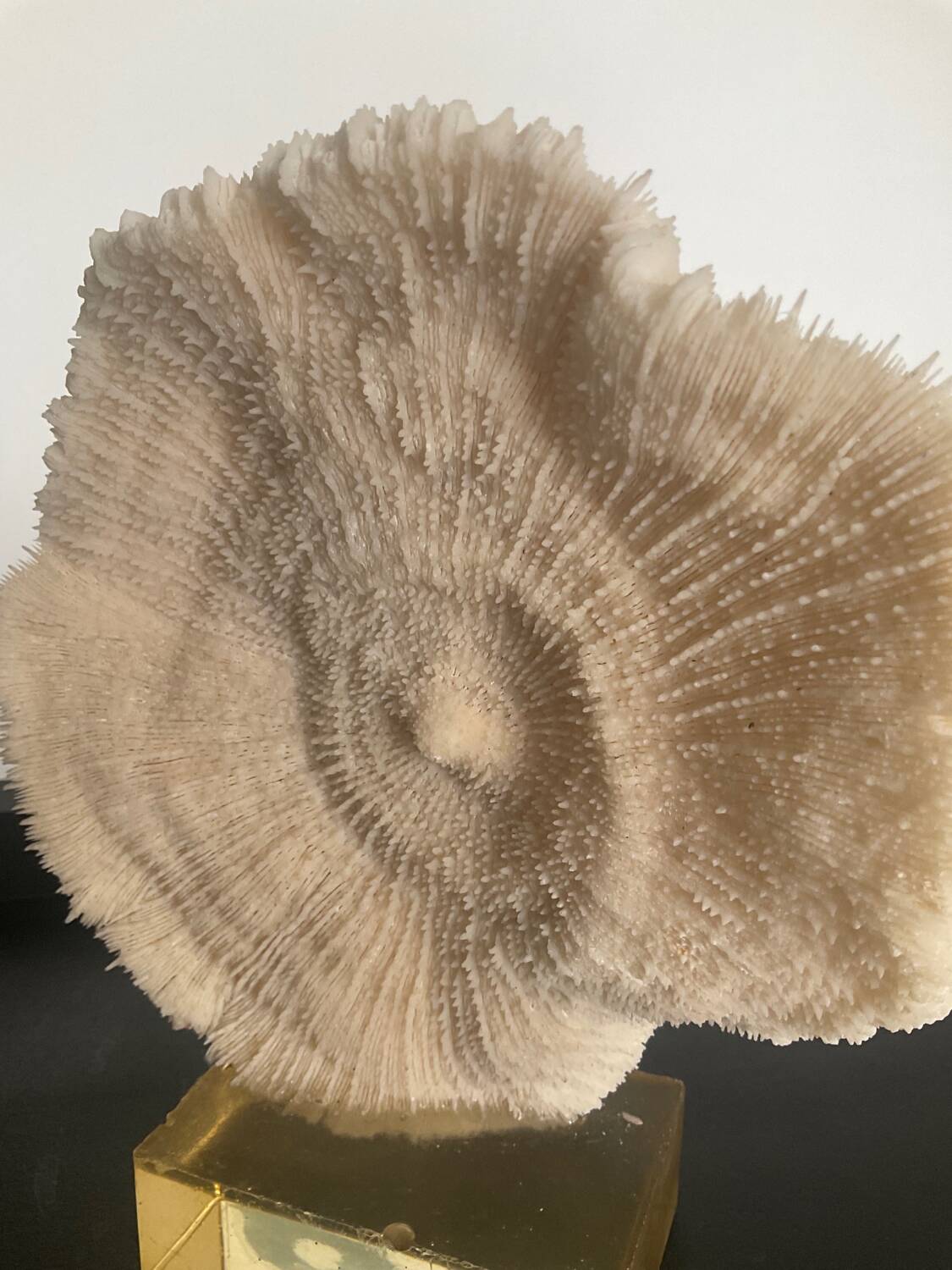 Vintage coral on plexiglass base