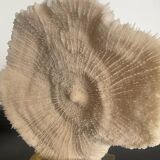 Vintage coral on plexiglass base