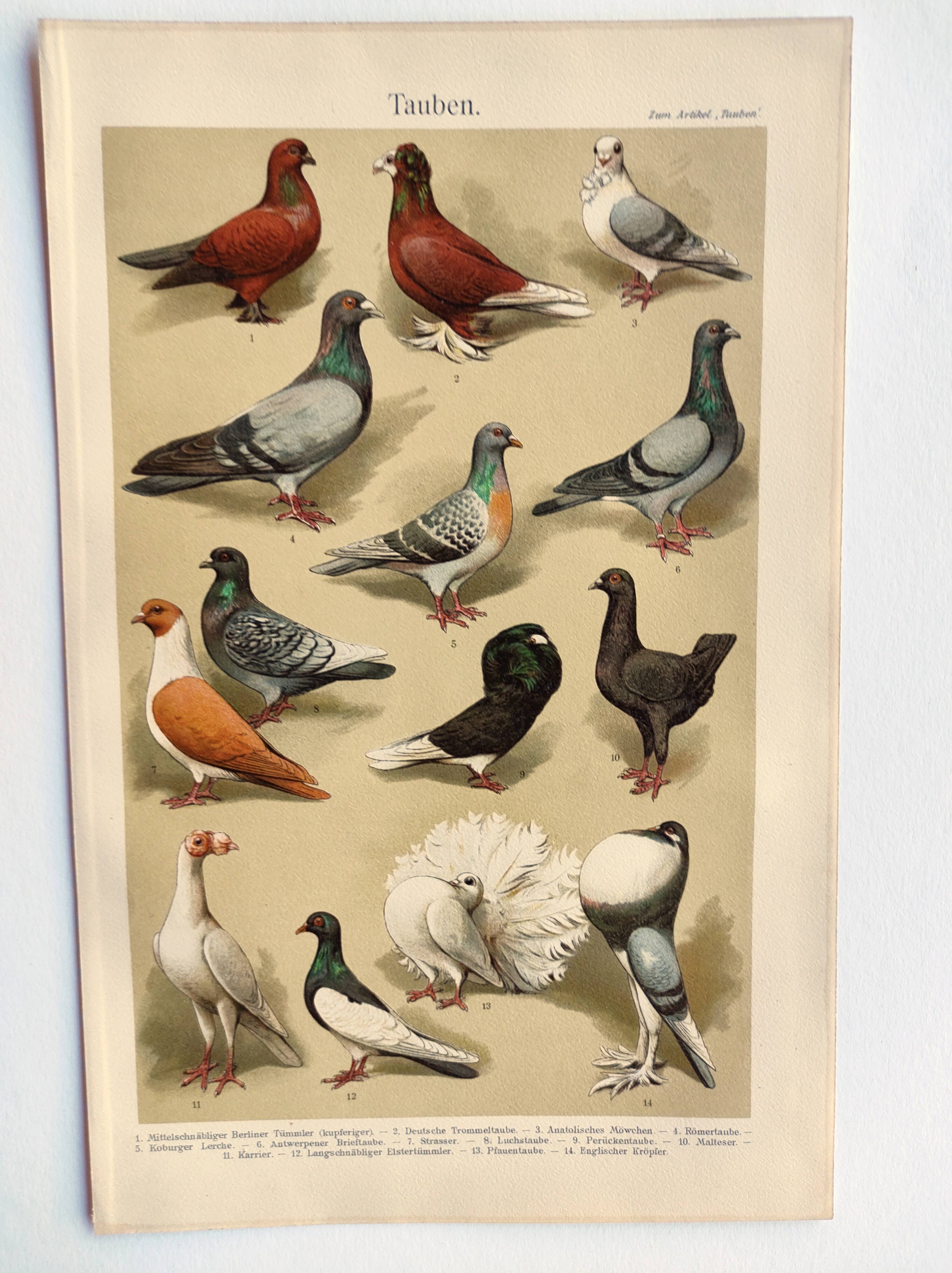 Small zoological engraving from 1909 - Pigeons - Old German print