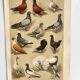 Small zoological engraving from 1909 - Pigeons - Old German print