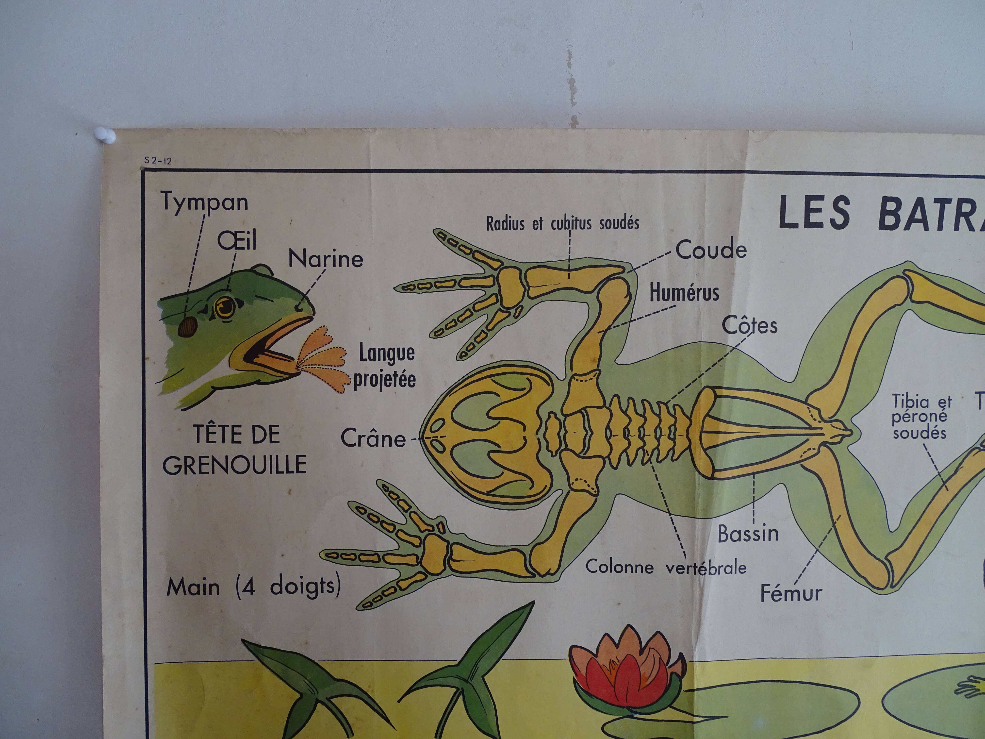 School poster on both sides anatomy batracians and birds . MDI.1964