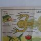 School poster on both sides anatomy batracians and birds . MDI.1964