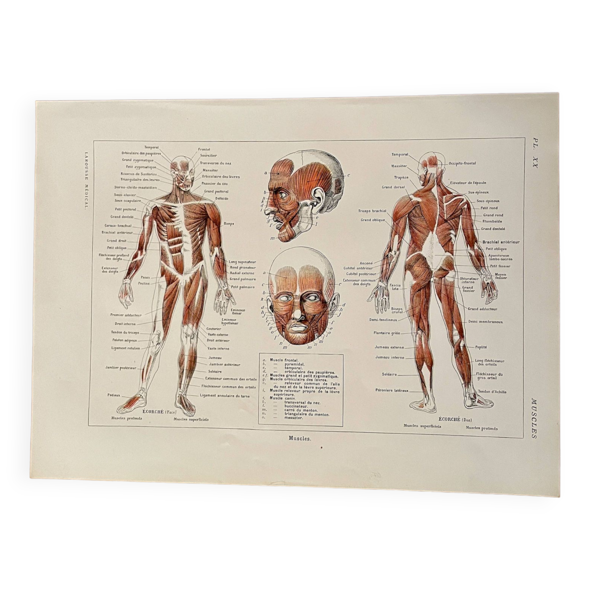 Illustrated plate on muscles (human body) -1950