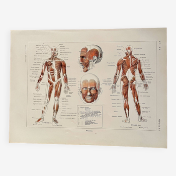 Planche illustrée sur les muscles (corps humain) -1950