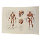 Illustrated plate on muscles (human body) -1950