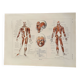 Planche illustrée sur les muscles (corps humain) -1950