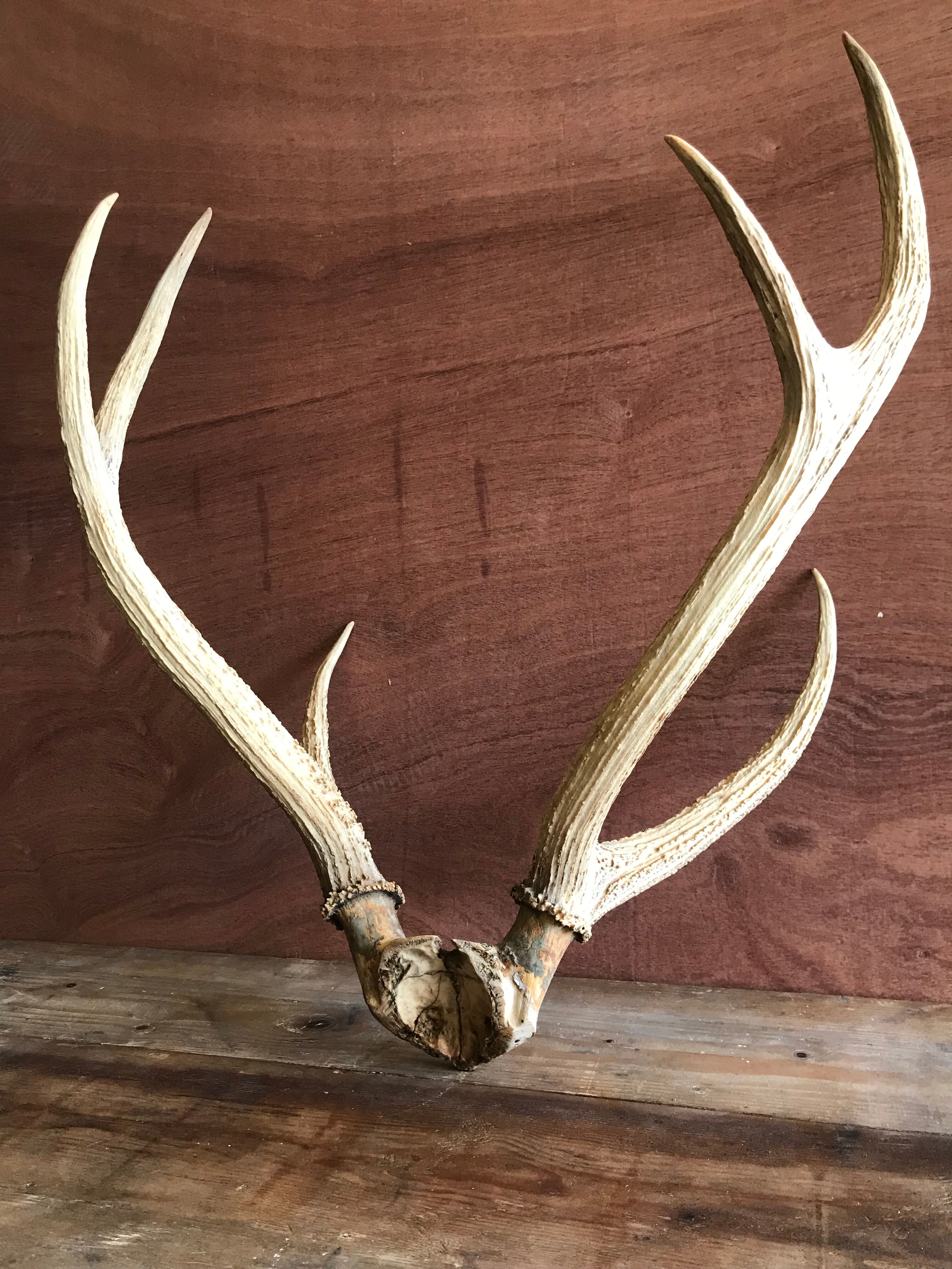 Massacre  woods deer vintage 6 trophy hunting horns