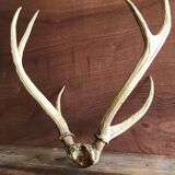 Massacre  woods deer vintage 6 trophy hunting horns