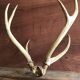 Massacre  woods deer vintage 6 trophy hunting horns