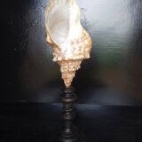 Cabinet of Curiosities 49cm Fasciolaria Shell on base