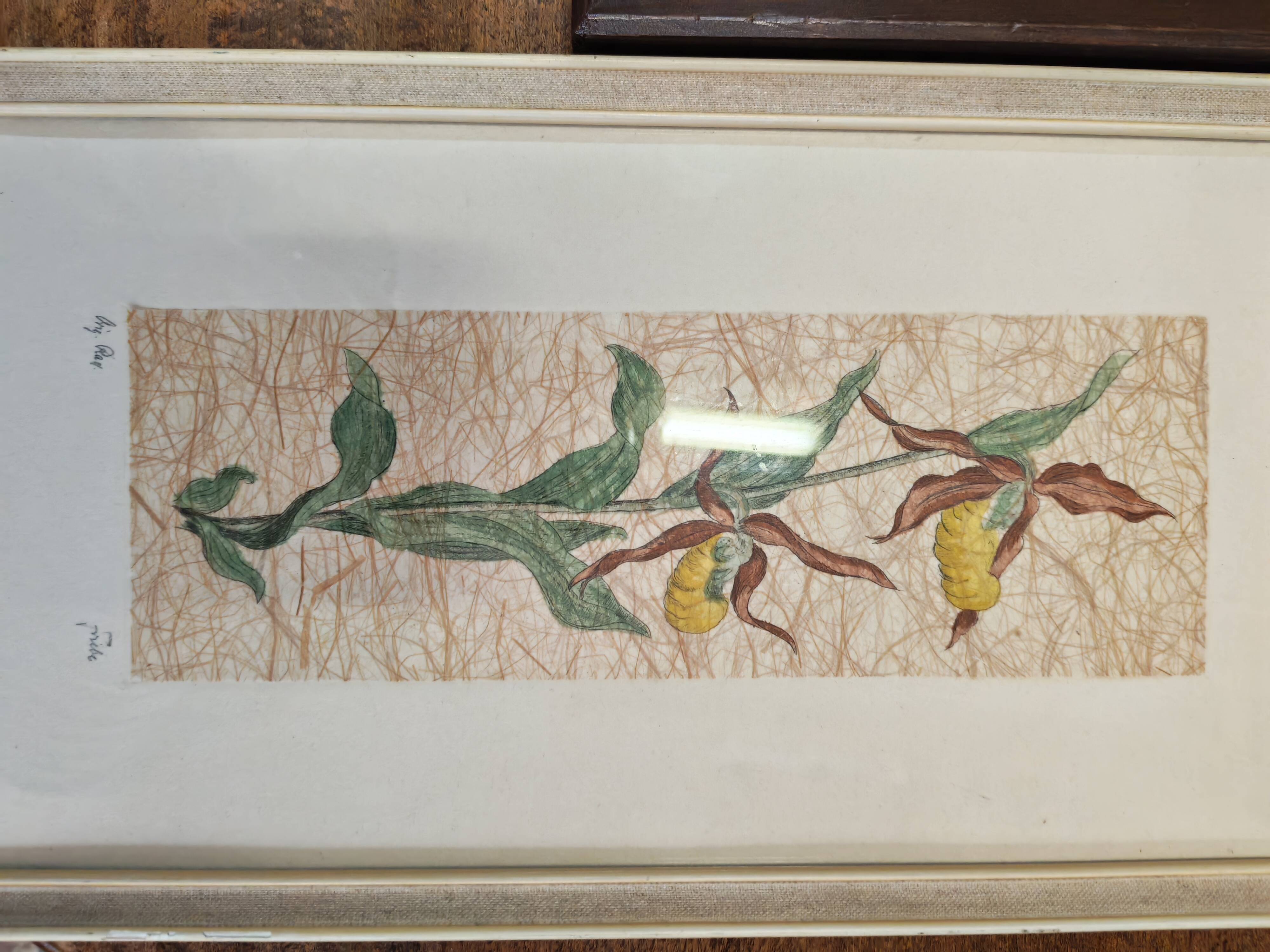 Set of two vintage flower illustrations