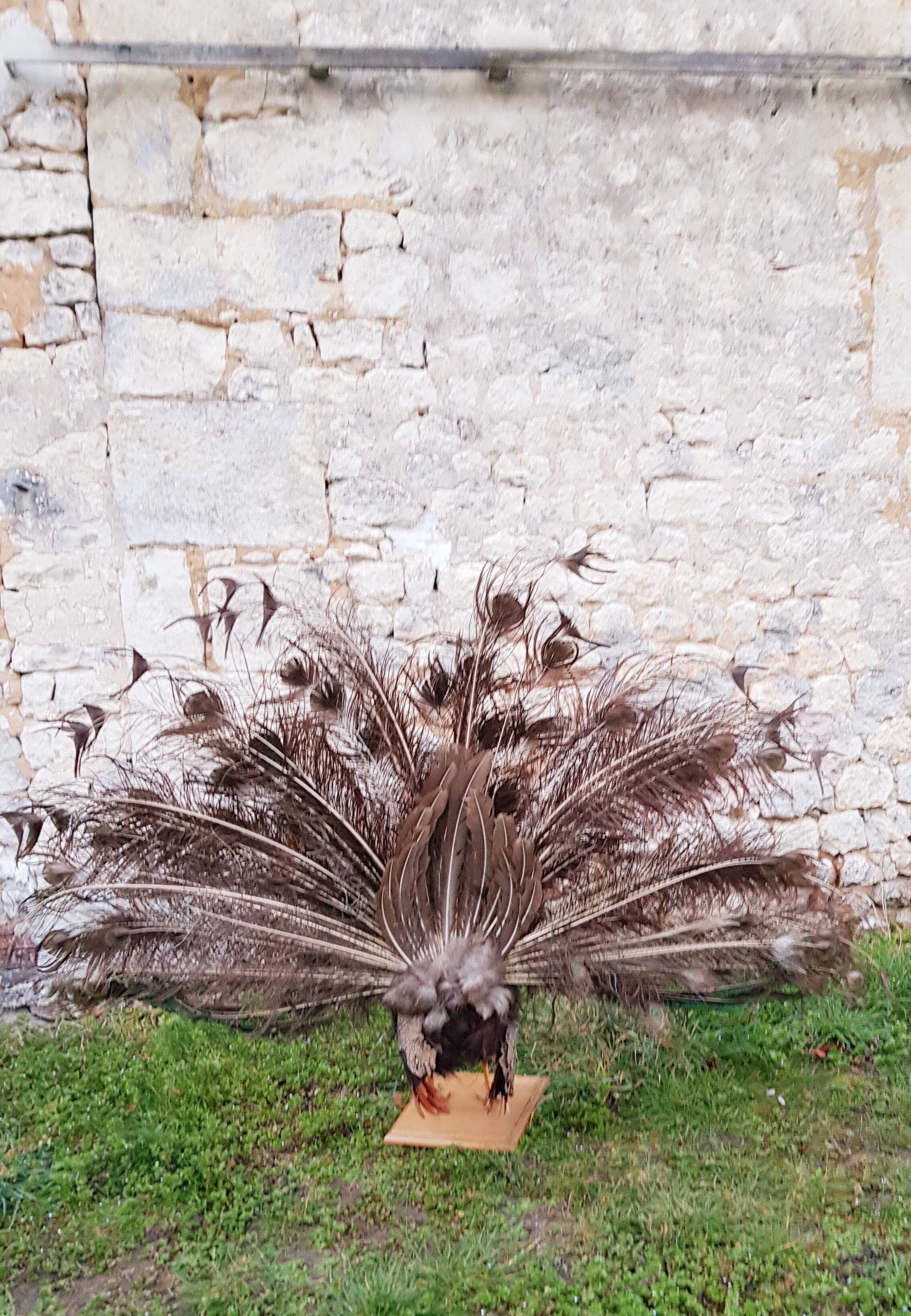 Naturalized blue peacock