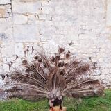 Naturalized blue peacock