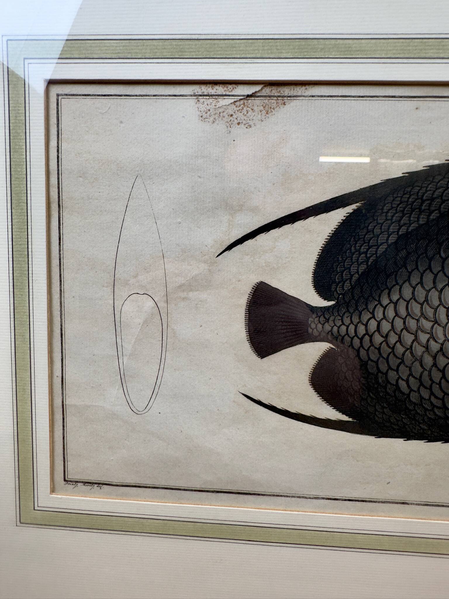 Gravure ancienne de poisson – Ludwig Schmidt (XIXᵉ siècle)