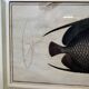 Gravure ancienne de poisson – Ludwig Schmidt (XIXᵉ siècle)