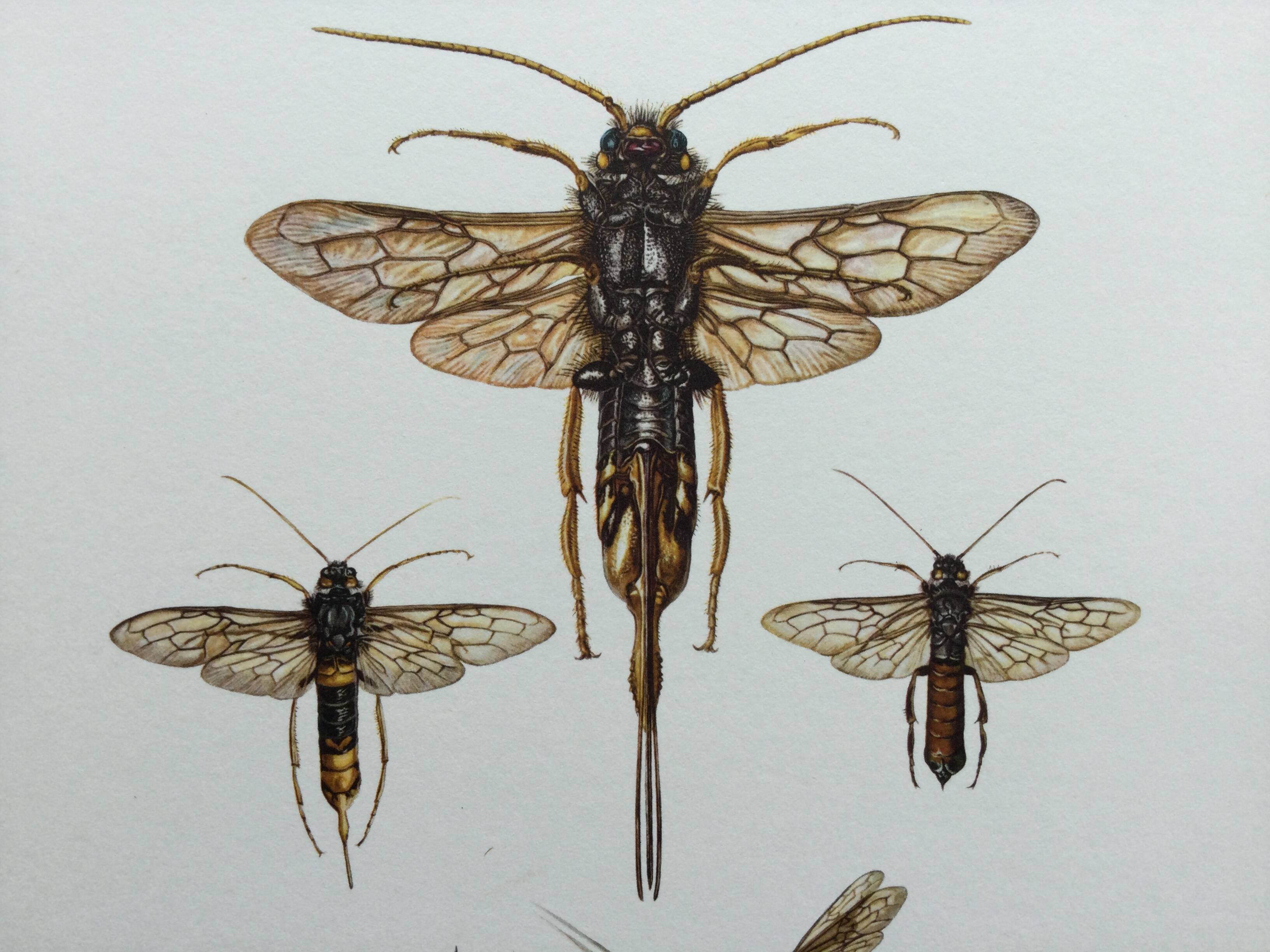 Antique illustration "insects", Vintage Insect Print, 1960s