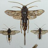 Antique illustration "insects", Vintage Insect Print, 1960s