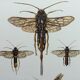 Antique illustration "insects", Vintage Insect Print, 1960s