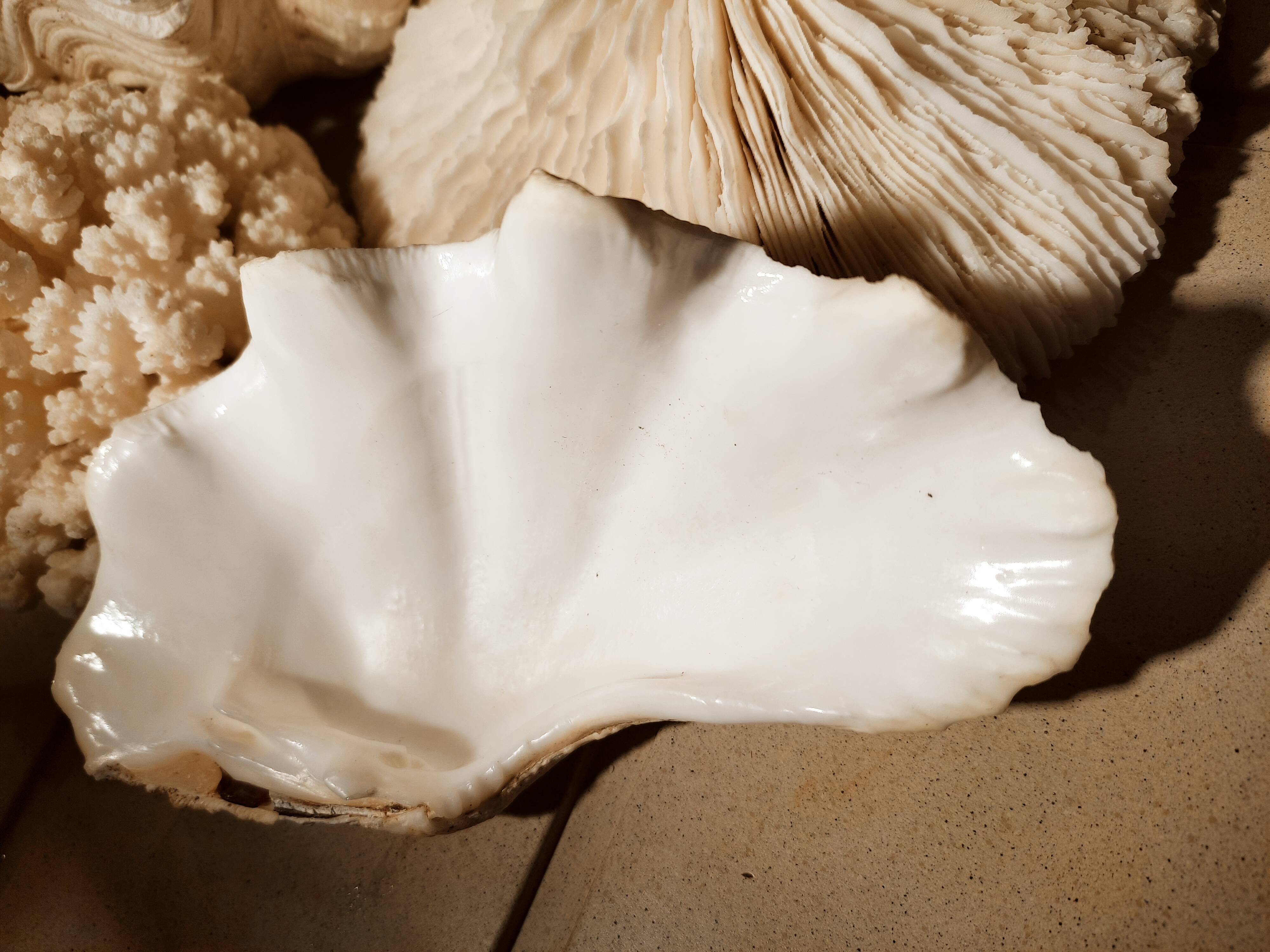 Corals and shellfish