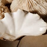 Corals and shellfish