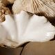 Corals and shellfish