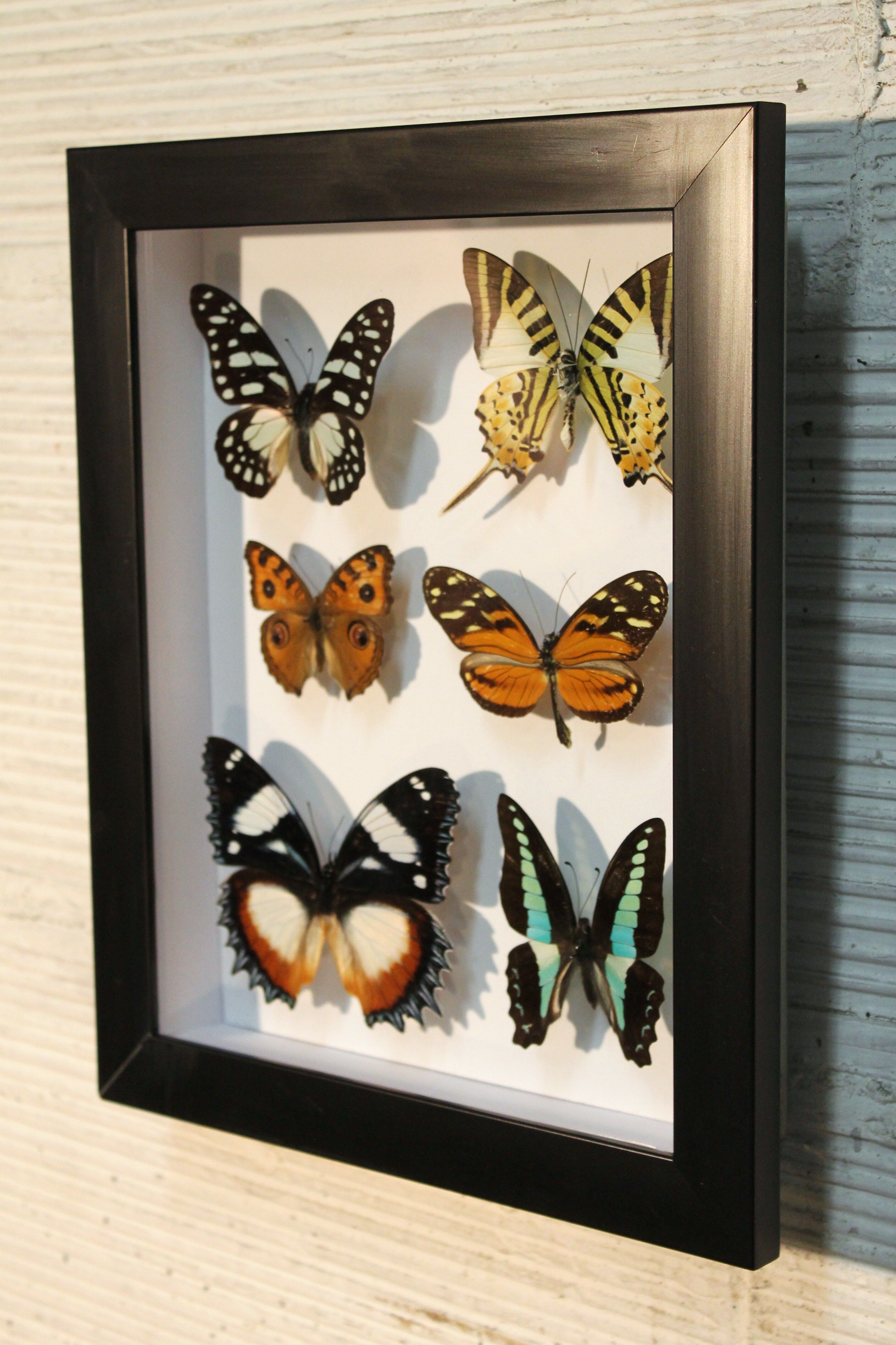 Framework set of 6 butterflies