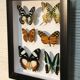 Framework set of 6 butterflies