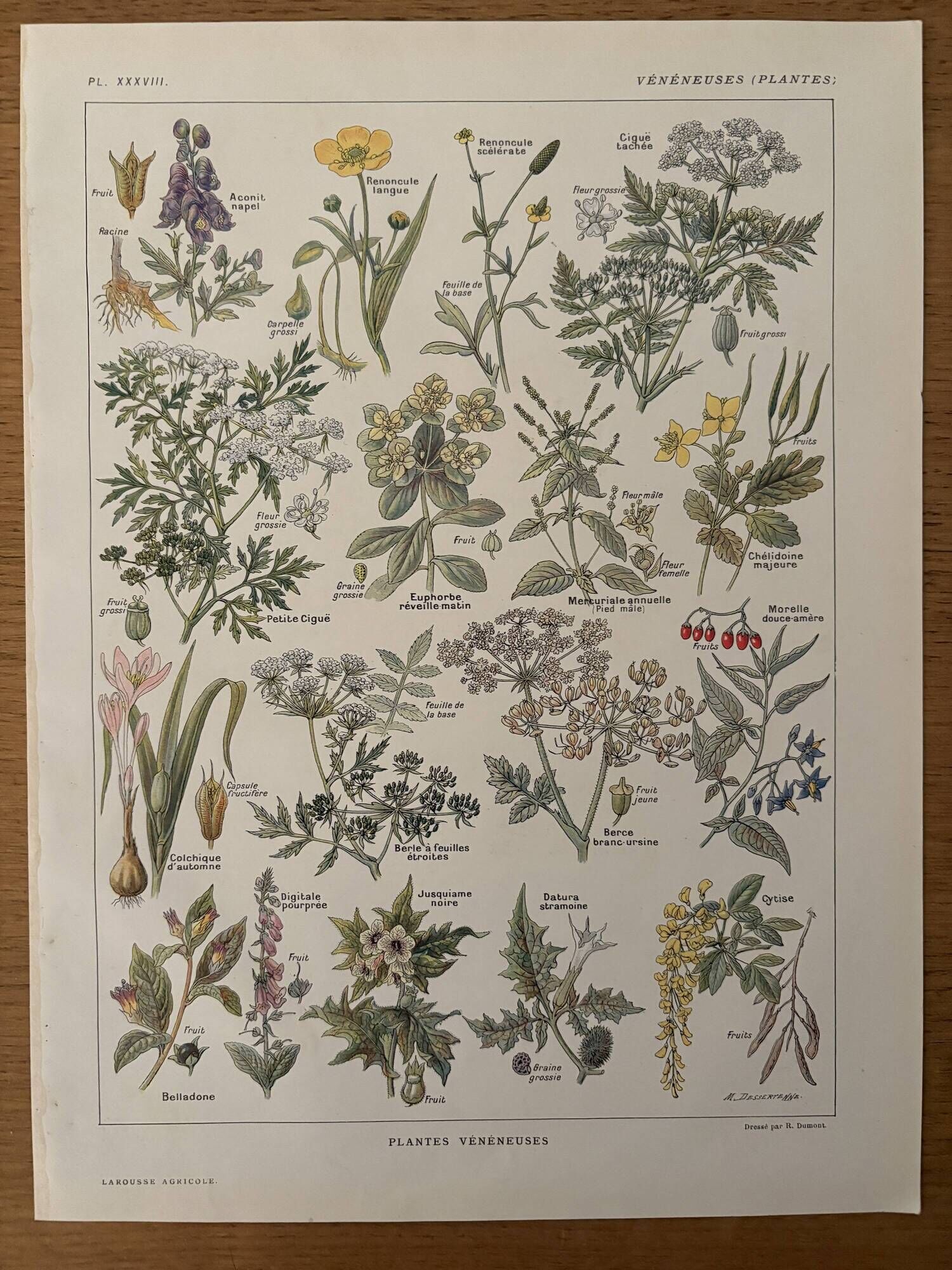 Reserved Anna - Set of 3 illustrated plates on 20th century plants