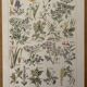 Reserved Anna - Set of 3 illustrated plates on 20th century plants