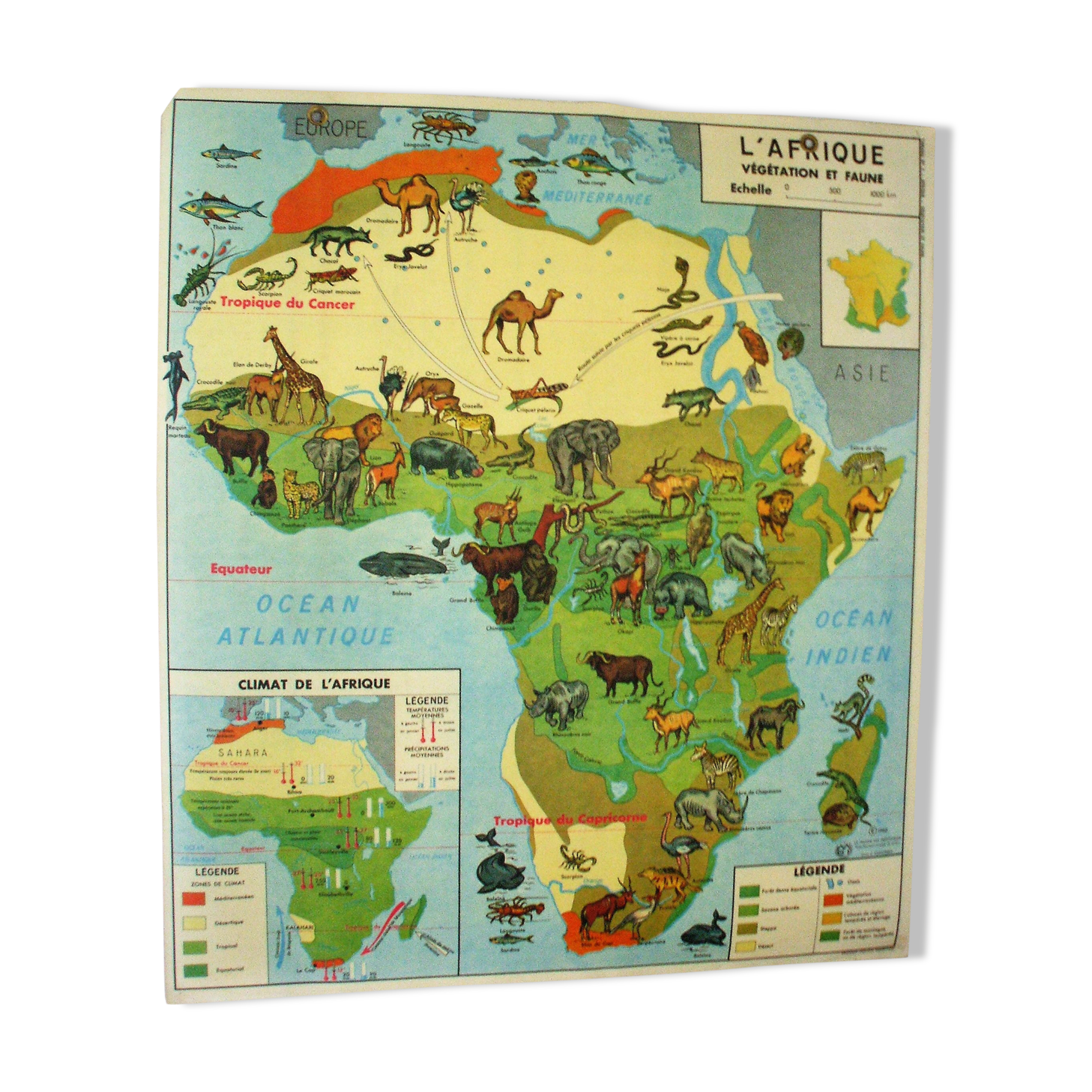 Affiche Scolaire Afrique Végétation Faune L'europe Végétation | Selency
