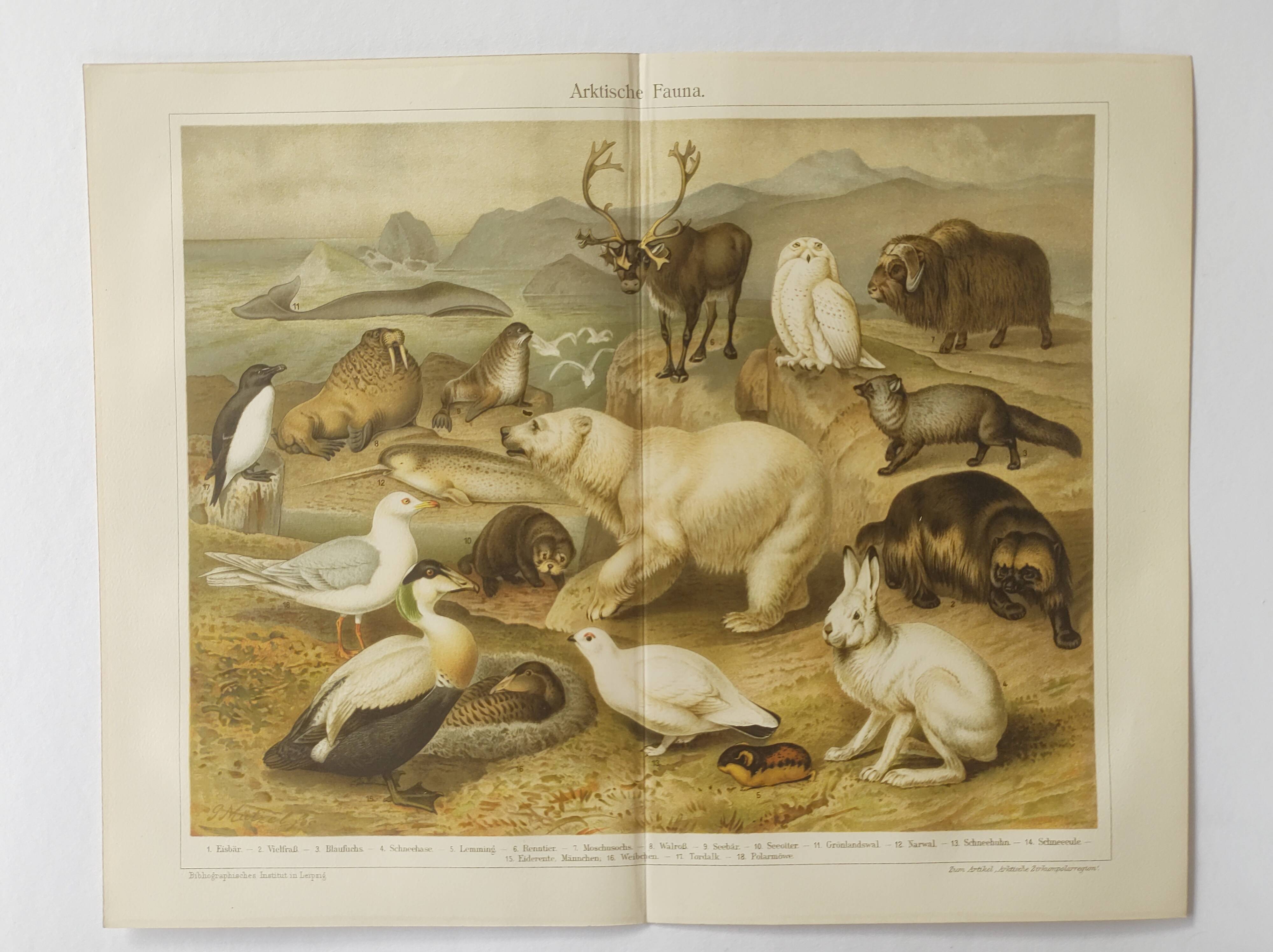 Gravure 1909 - Faune et animaux de l'Artique - Lithographie nature