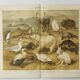 Gravure 1909 - Faune et animaux de l'Artique - Lithographie nature
