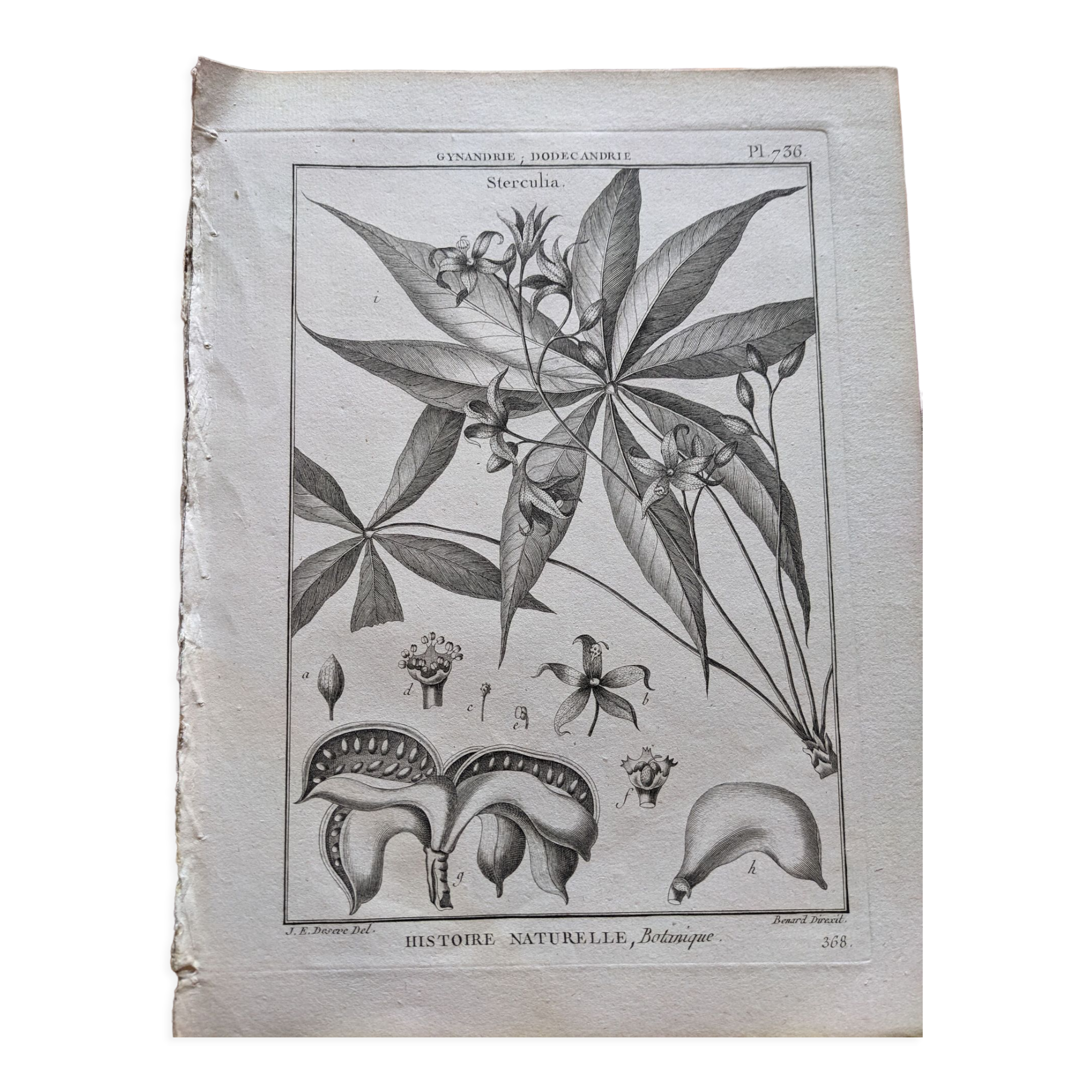 Stamped vintage botanical engraving plate natural history flowers