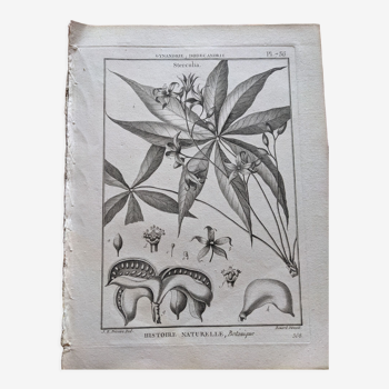 Estampé planche gravure botanique vintage histoire naturelle fleurs