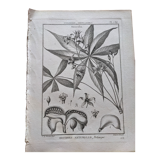 Stamped vintage botanical engraving plate natural history flowers