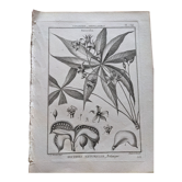 Stamped vintage botanical engraving plate natural history flowers