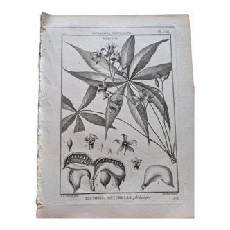 Estampé planche gravure botanique vintage histoire naturelle fleurs