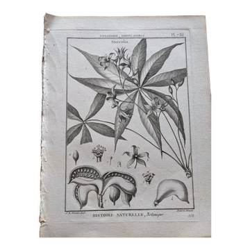 Stamped vintage botanical engraving plate natural history flowers
