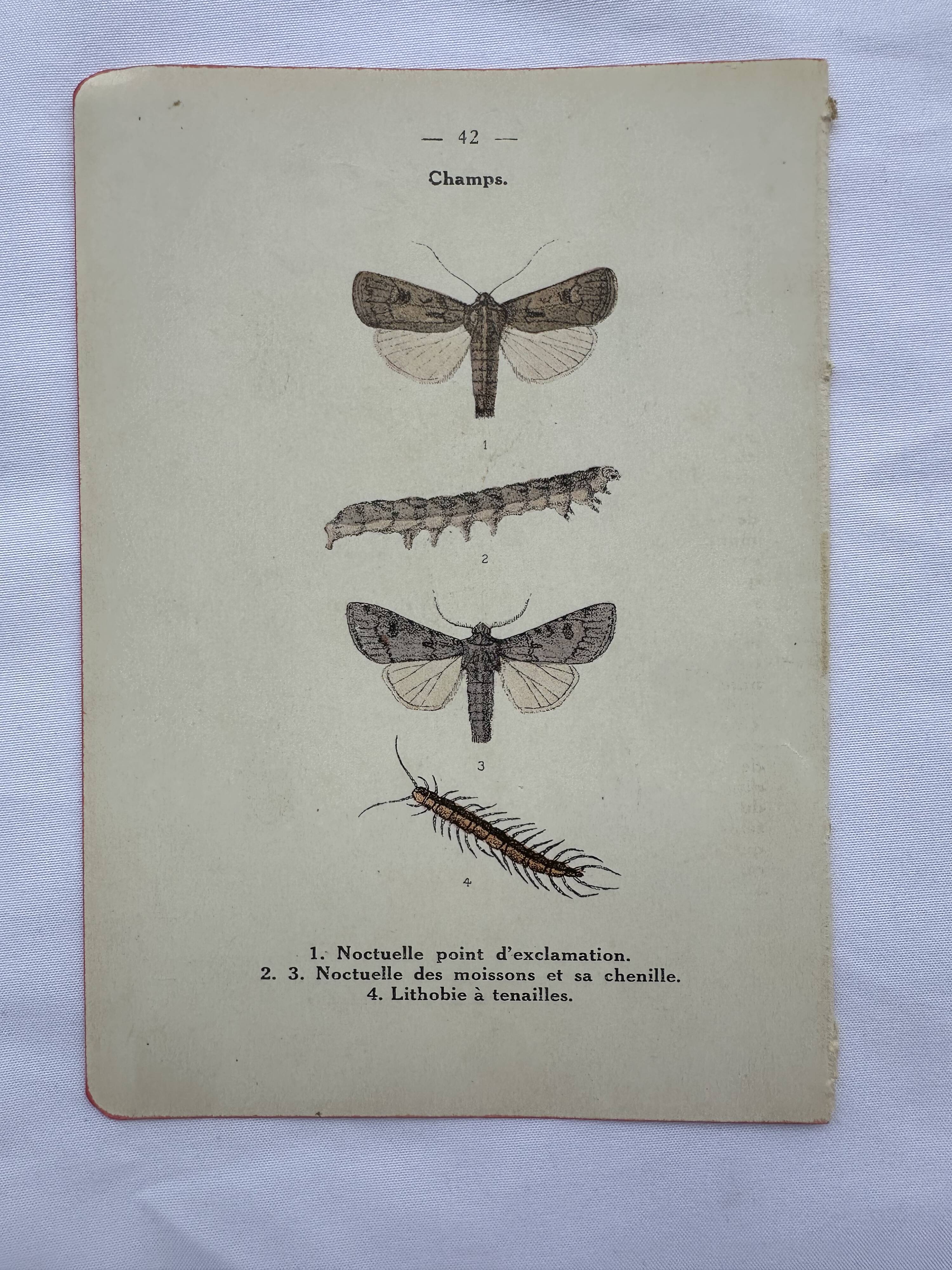 Gravure naturaliste ancienne planche botanique insecte papillon
