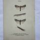 Gravure naturaliste ancienne planche botanique insecte papillon