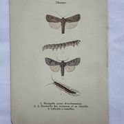 Gravure naturaliste ancienne planche botanique insecte papillon